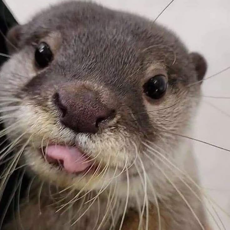 an otter sticking its tongue out and looking at the camera