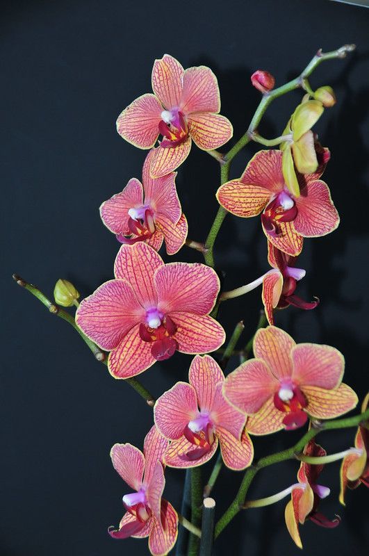 pink and yellow orchids with green stems against a black background