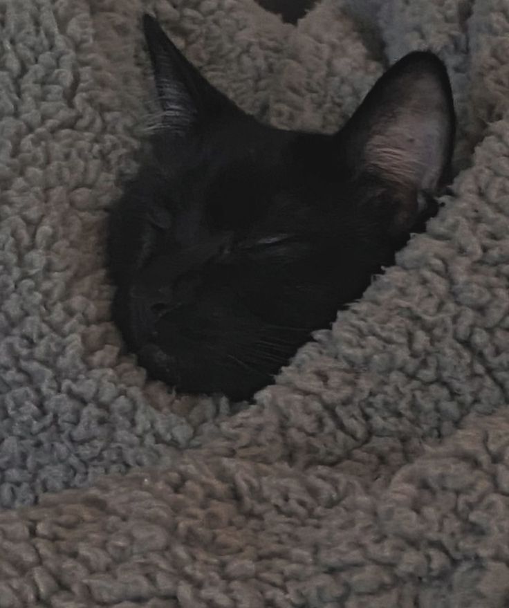 a black cat sleeping on top of a blanket