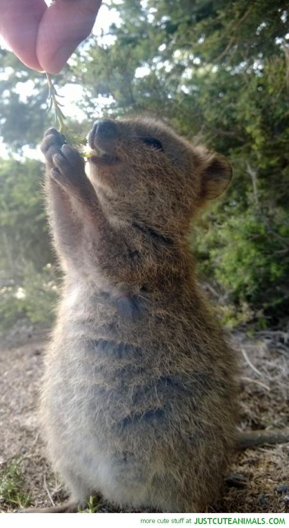 a baby koala is reaching up to eat some leaves from a hand held by someone