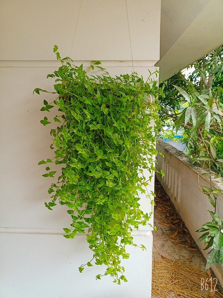 a green plant hanging from the side of a white building next to a wall with plants growing on it