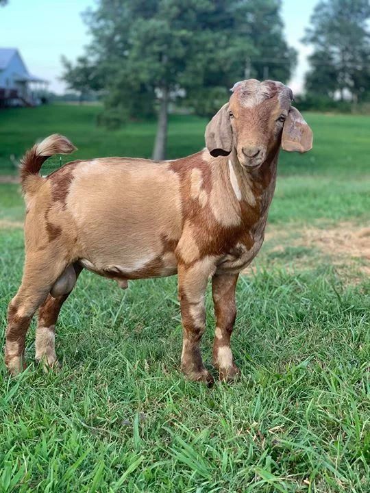 Dapple Boer Goat