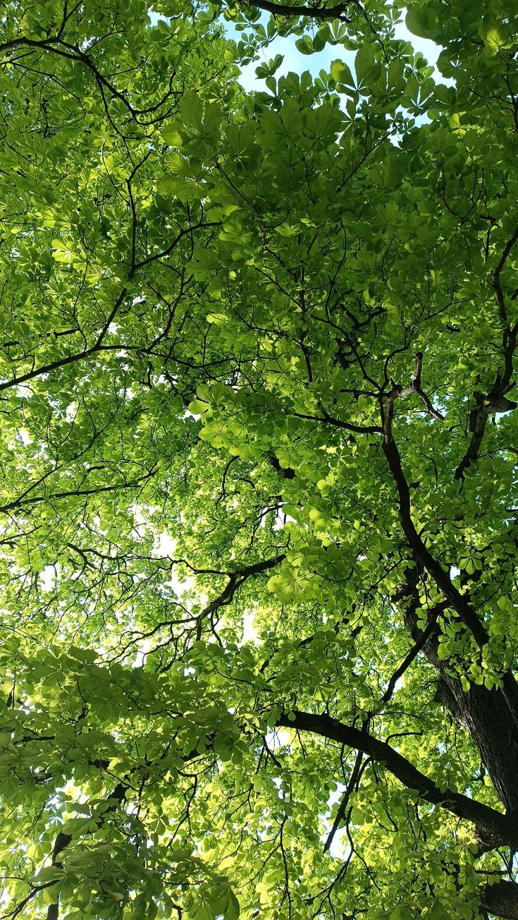 looking up at the canopy of a green tree