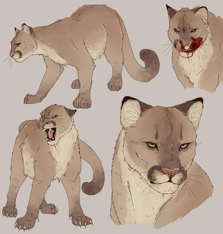 four different types of mountain lions with blood on their face and eyes, including an adult one