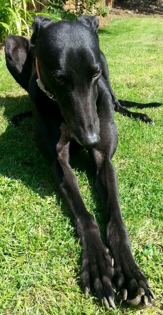 a black dog laying in the grass with its paw on it's head and eyes closed