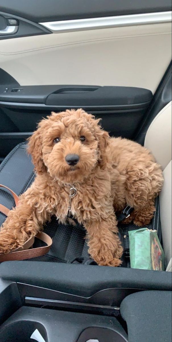 a brown dog sitting in the back seat of a car