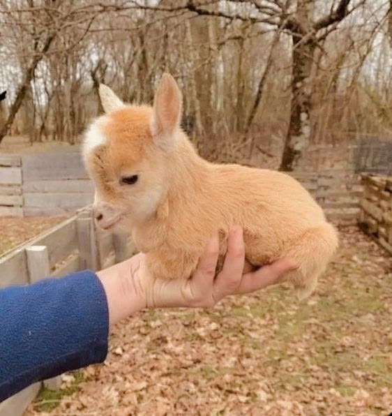 a small brown and white dog being held by a person in a fenced area