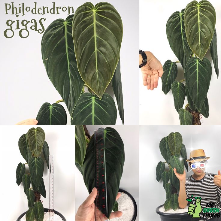 a person holding a plant in front of their face and the other hand is measuring it