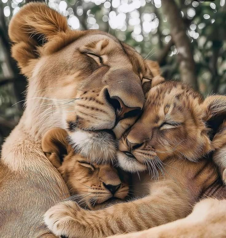 two young lions cuddle together in the middle of their mother's love story