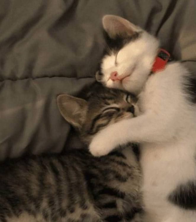 two kittens playing with each other on a bed