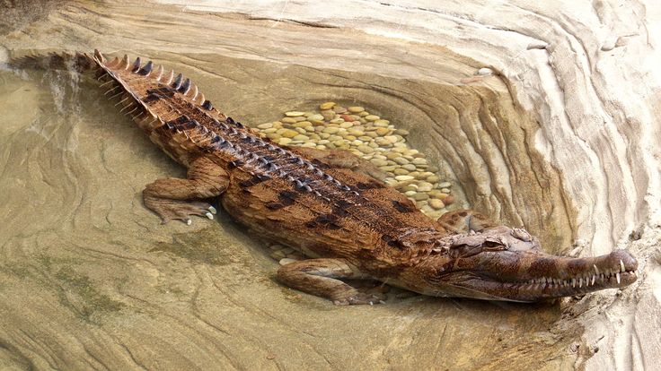 a large brown and black alligator laying on top of a rock next to food in it's mouth