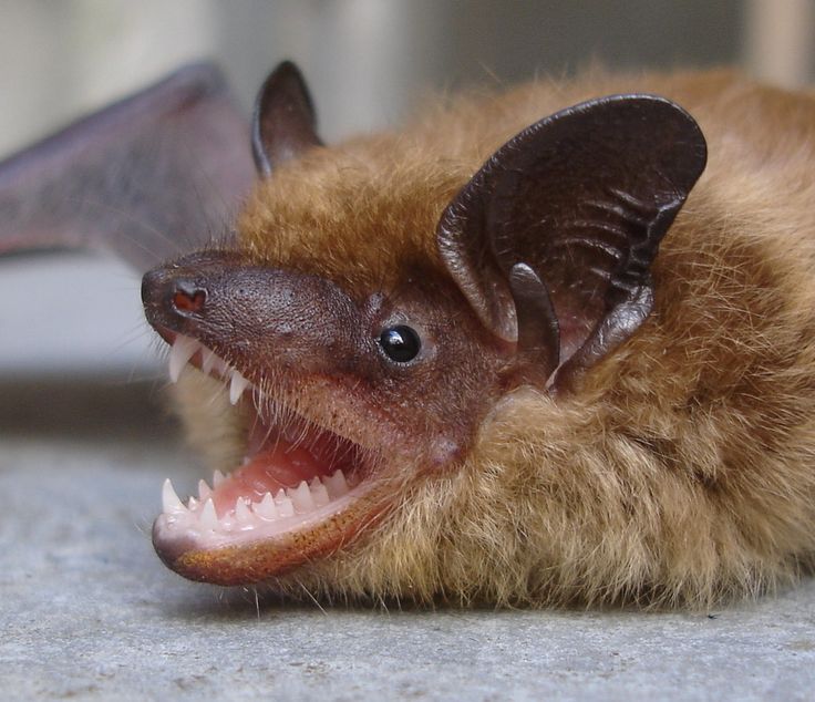 a bat with it's mouth open and its teeth wide open, laying on the ground