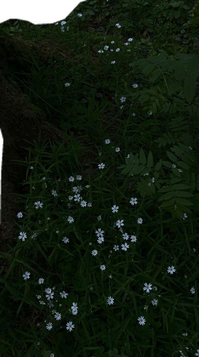 a white dog is standing in the grass