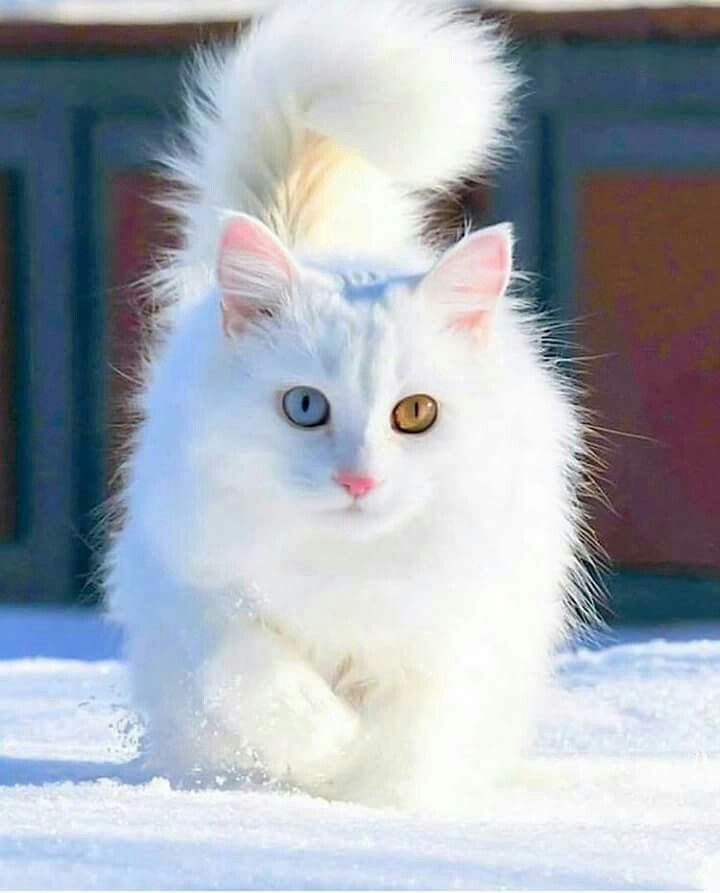 a white cat running in the snow with its tail up and eyes wide open,