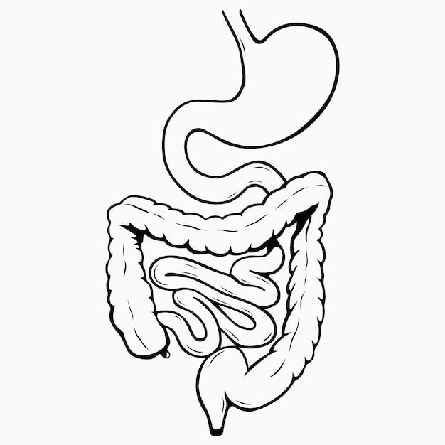 the human digest is shown in this black and white drawing, which shows the stomach