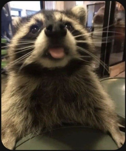 a raccoon sticking its tongue out and looking at the camera