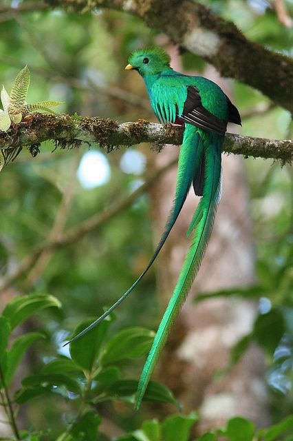 a green bird sitting on top of a tree branch