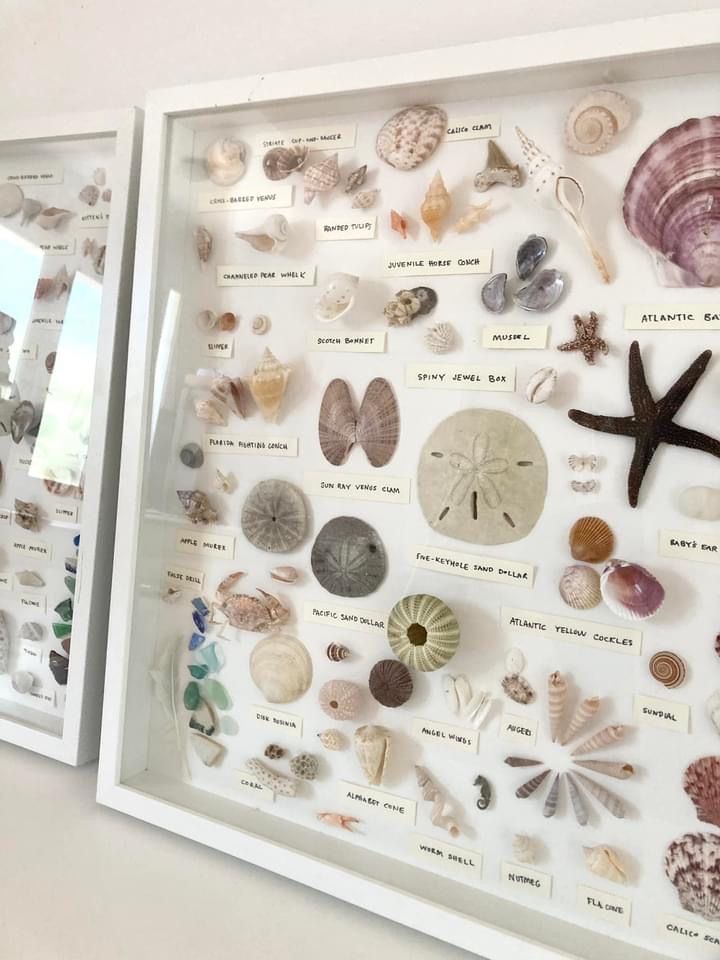 two framed pictures with seashells and starfish on them, one is white