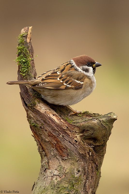 a bird sitting on top of a tree branch with an arabic quote in the background