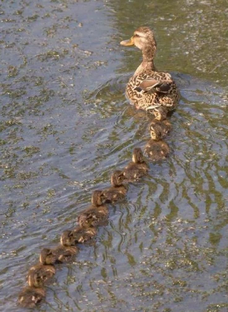 a mother duck with her babies swimming in the water