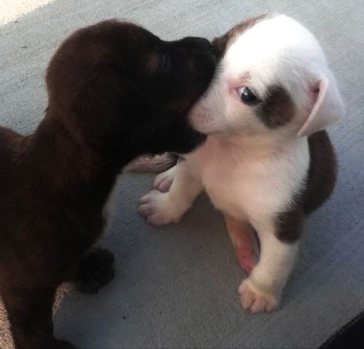 two puppies playing with each other on the floor