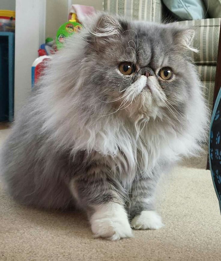 a fluffy gray cat sitting on the floor