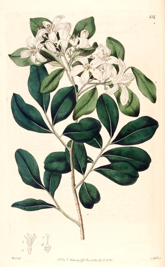 an illustration of a plant with white flowers and green leaves on the top of it