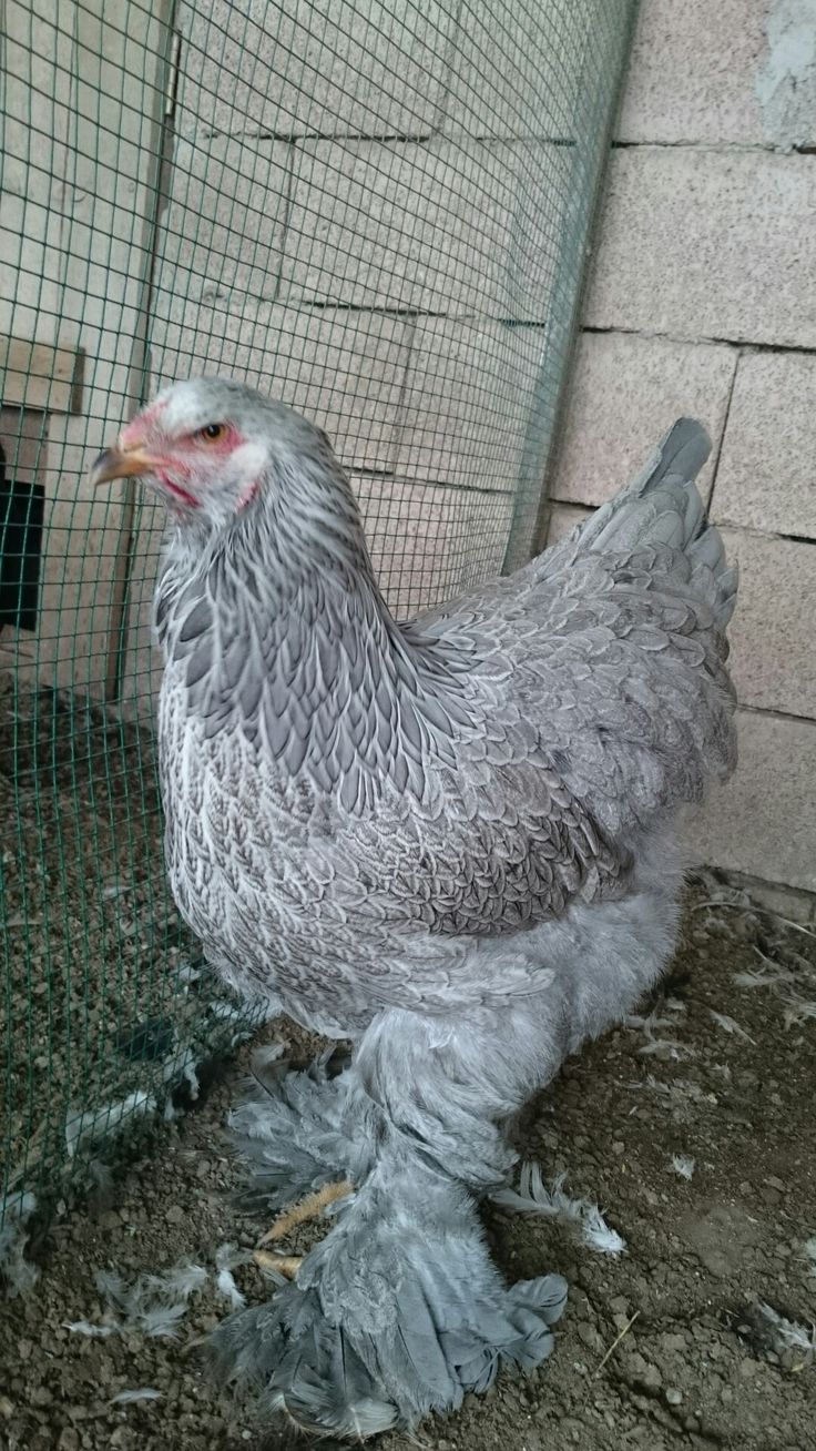 a gray chicken standing on top of dirt next to a caged in area with bricks