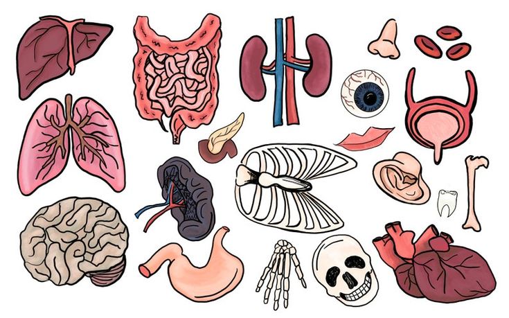 an image of different types of human organs