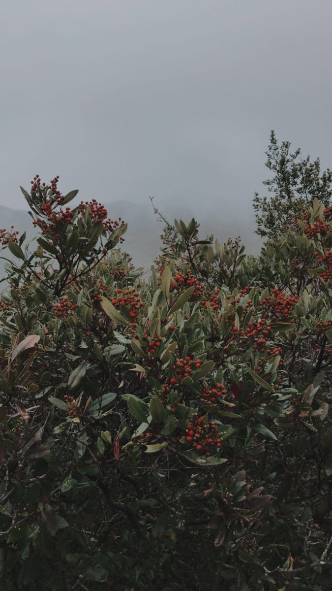 some red berries are growing on the branches of a tree with mountains in the background