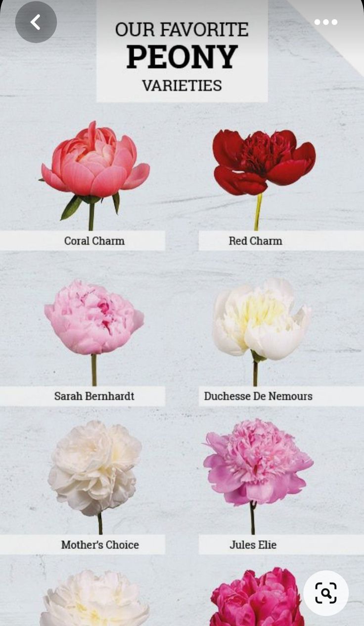 the different types of flowers are shown in this screenshot