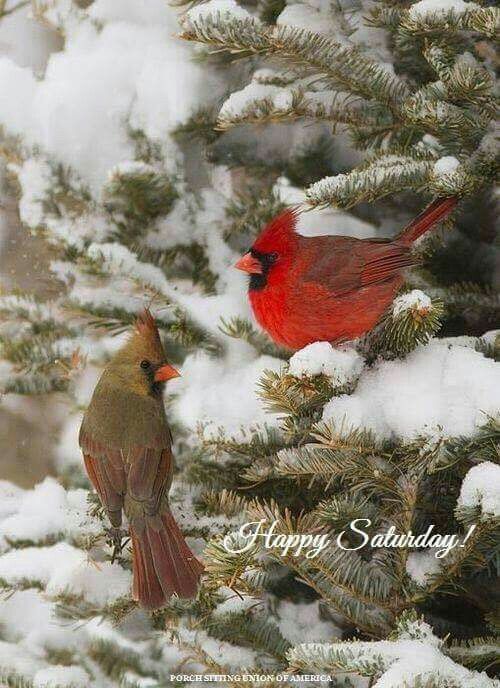 two red birds perched on top of snow covered pine trees