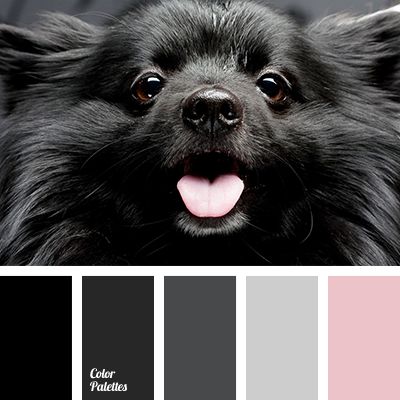 a black dog with its tongue out and some color swatches in front of it