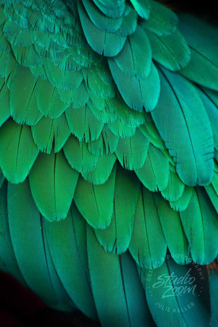 the back side of a green bird's feathers