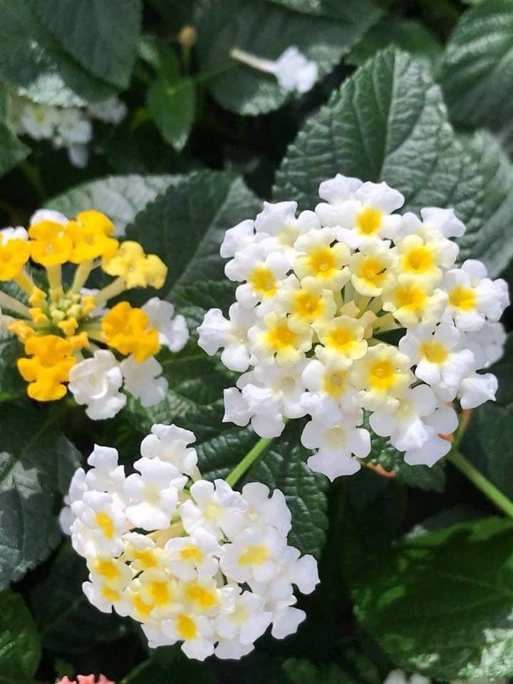 white and yellow flowers with green leaves in the foreground, on top of another flower