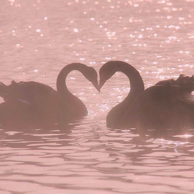 two swans in the water making heart shapes