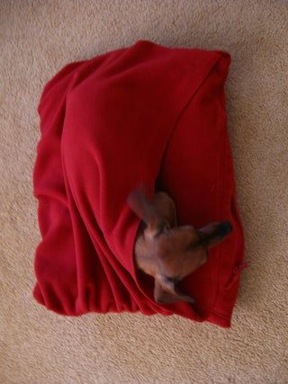 a small brown dog laying on top of a red blanket covered in a blanket covering it's back