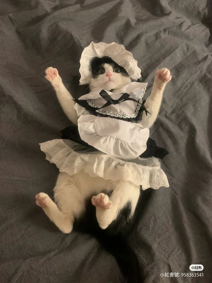 a black and white cat laying on top of a bed