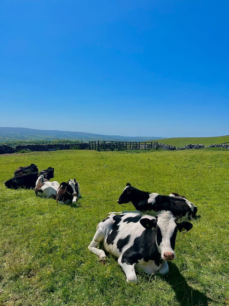 three cows laying in the grass on a sunny day