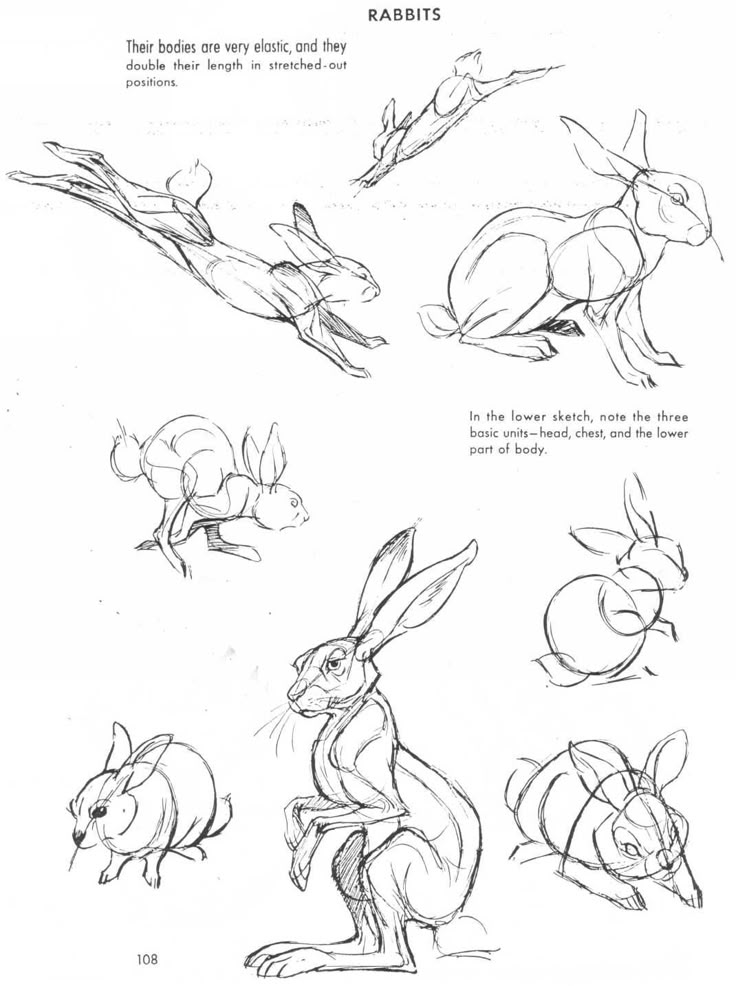 some drawings of rabbits and other animals that are in the same drawing style, each with different