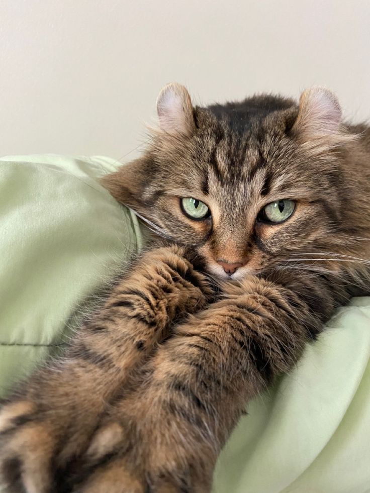 a cat laying on top of a green pillow