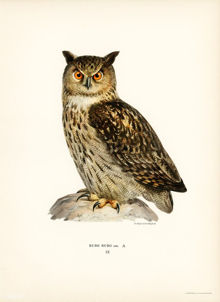 an owl sitting on top of a rock in front of a white background with orange eyes