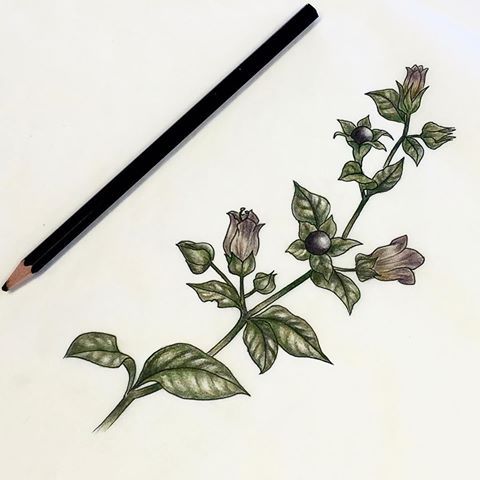 a pencil drawing of a plant with leaves and flowers on white paper next to a black ballpoint pen