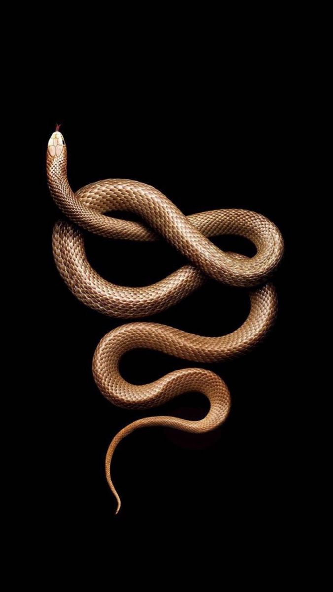 a brown snake on a black background