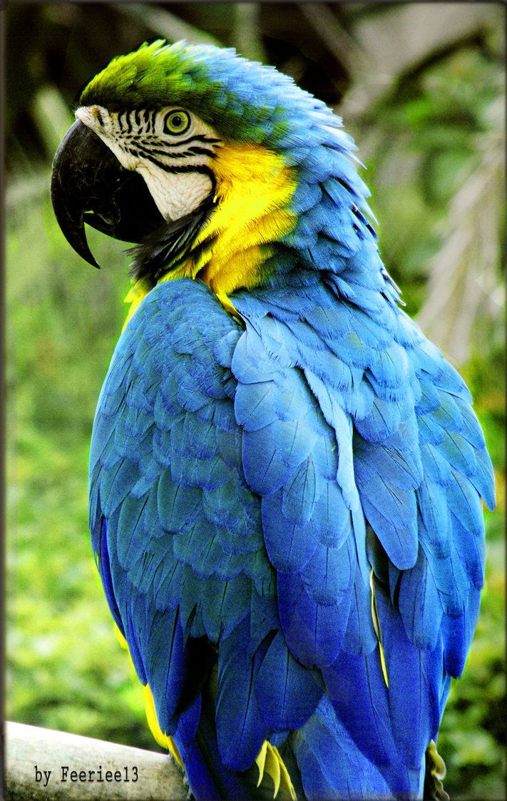 a blue and yellow parrot sitting on top of a tree branch