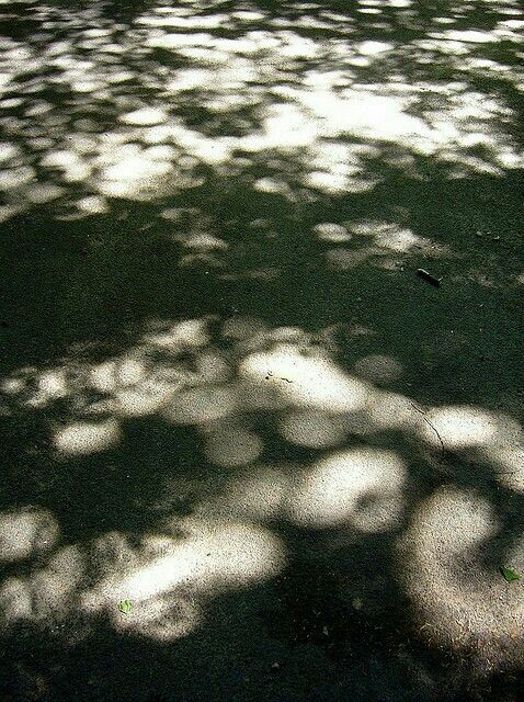 the shadow of a tree on the ground is cast by the sun's rays