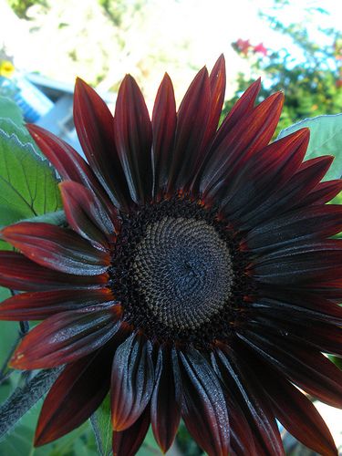 a close up of a large flower on a plant