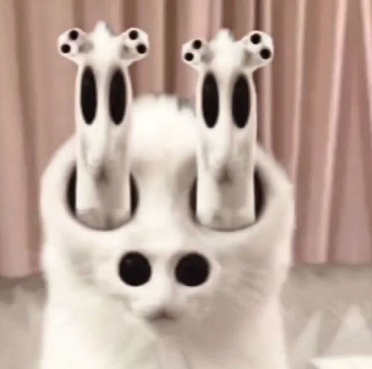 two white cats with black spots on their eyes and one cat's head sticking out