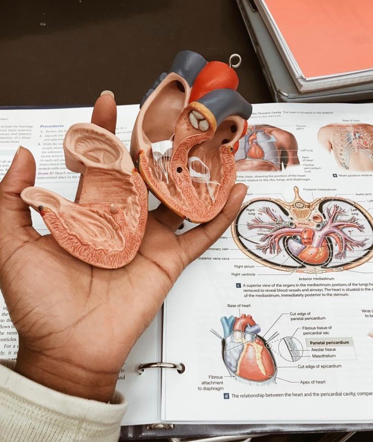 a human hand is holding a model of the heart and lungs in front of an open textbook