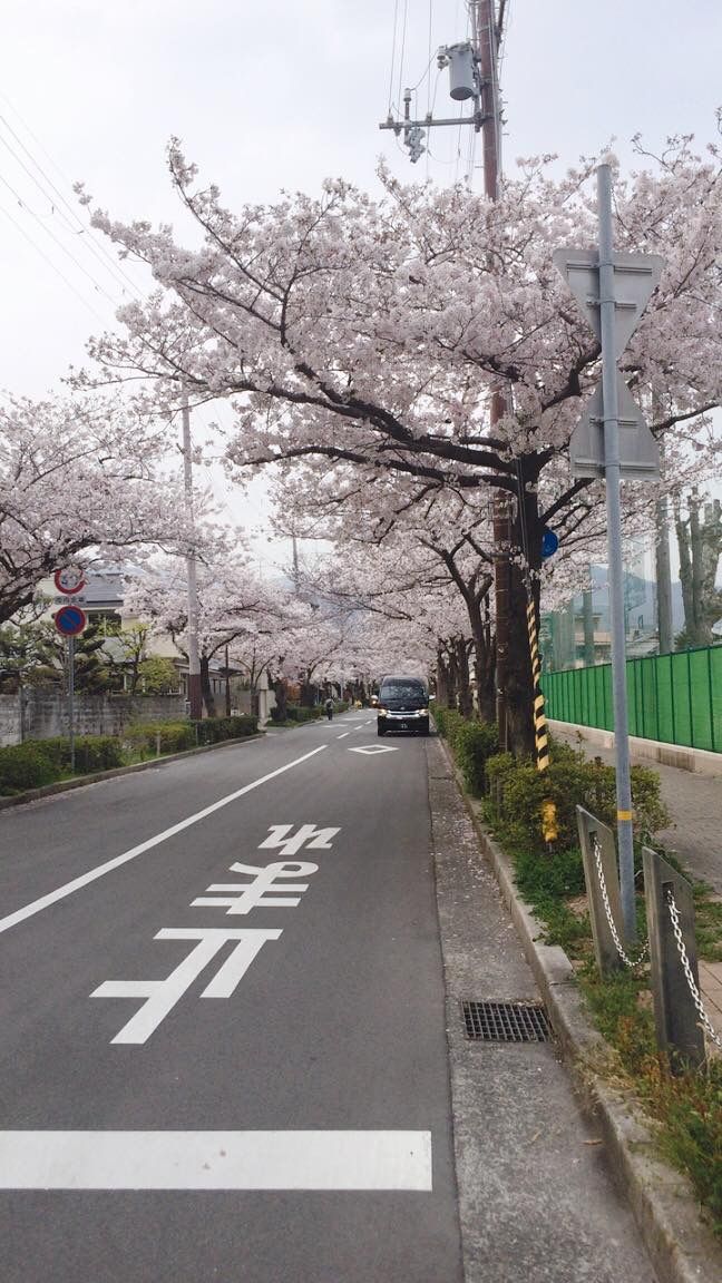 an empty street lined with cherry blossom trees